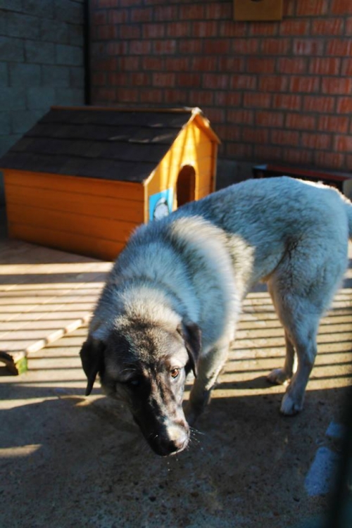 ქართული ქოფაკი ბობო