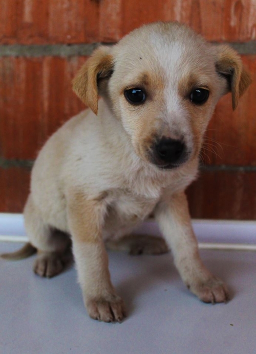 მეტისი უსახელო