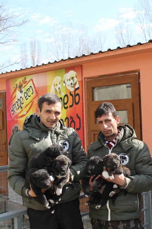 ქართული ქოფაკი უსახელო