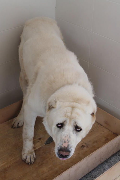 ქართული ნაგაზი ბონი