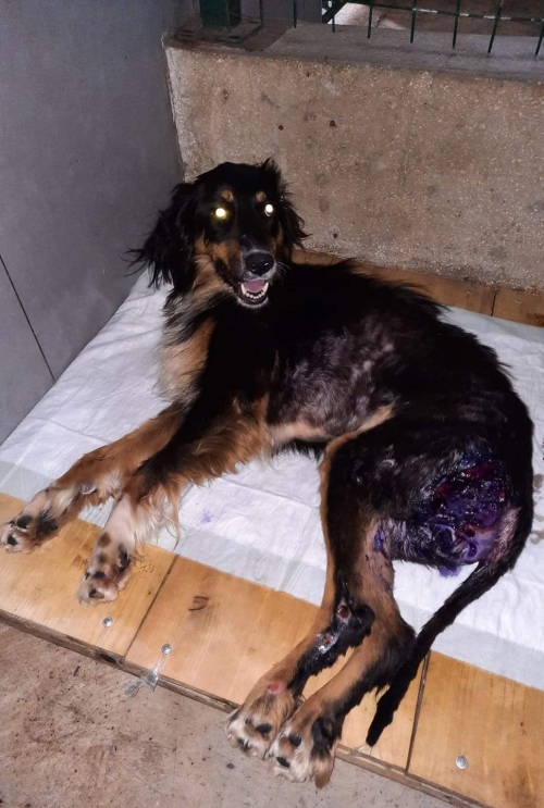 მეტისი ბუბუ ვარკეთილი