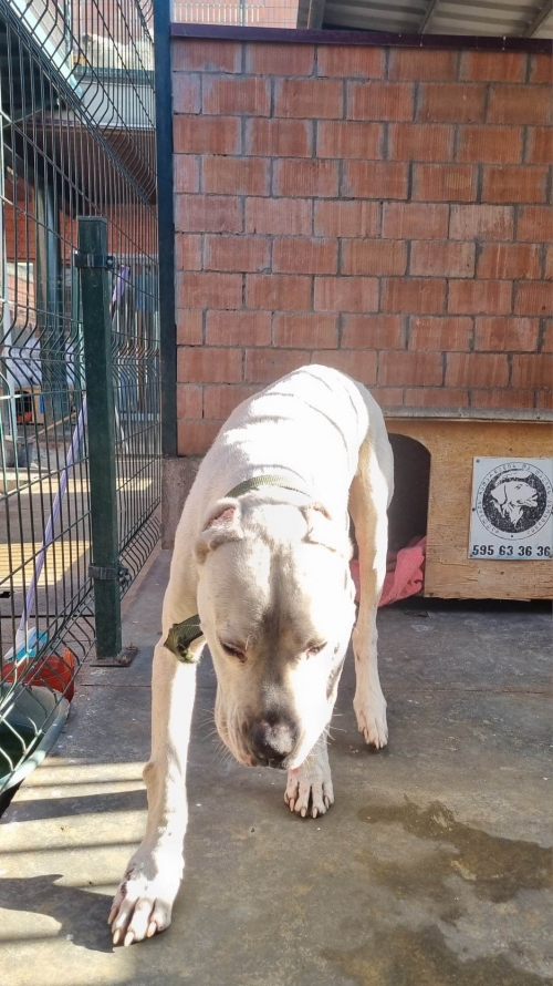 არგენტინული დოგი ორთაჭალა