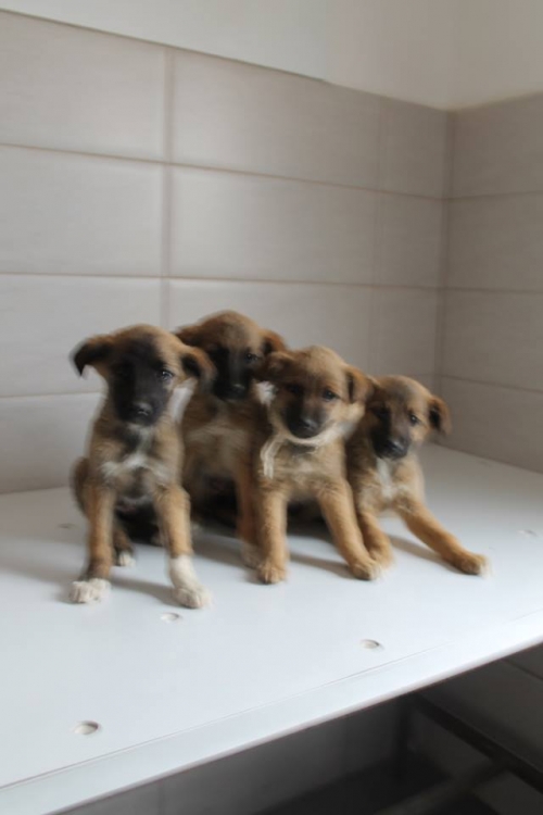 მეტისის ლეკვები უსახელო