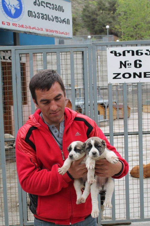 ქოფაკის ლეკვები უსახელო