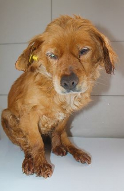 მეტისი უსახელო