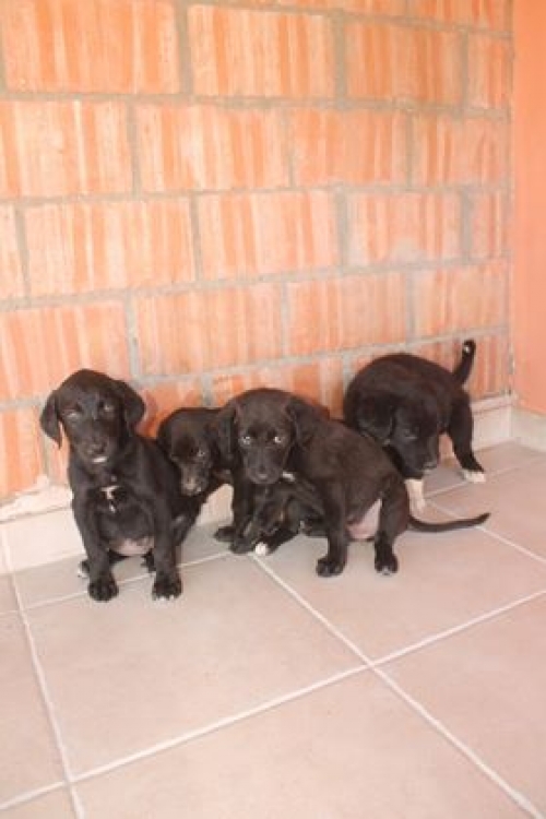 მეტისი უსახელო