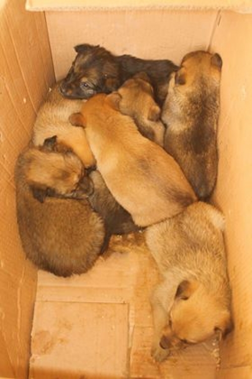 მეტისი უსახელო