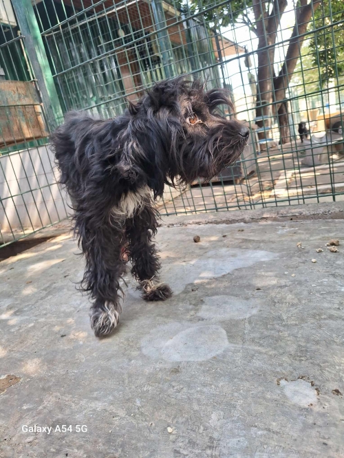 ბალონკა დმანისი