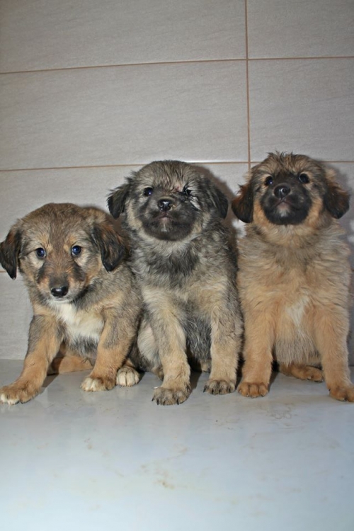 ქართული ქოფაკი უსახელო