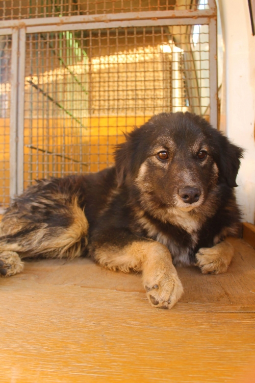 მეტისი უსახელო