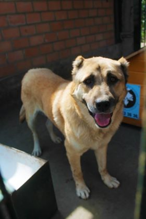 ქართული ნაგაზი ბომბორა