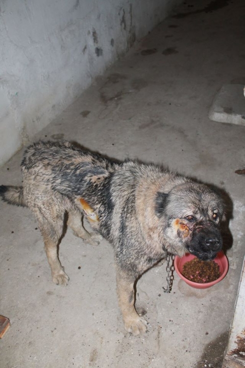 ქართული ნაგაზი ბუფსი