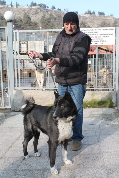 ლაიკა რეჯი