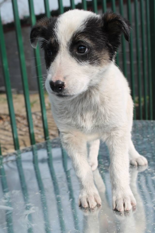 მეტისი უსახელო