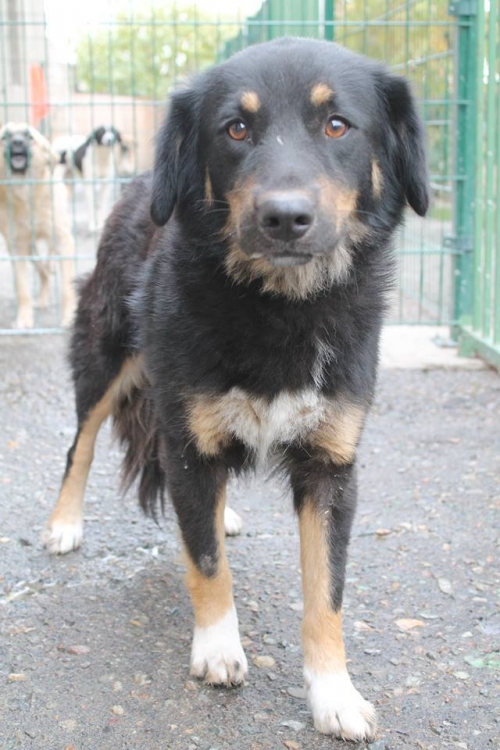 მეტისი მურა