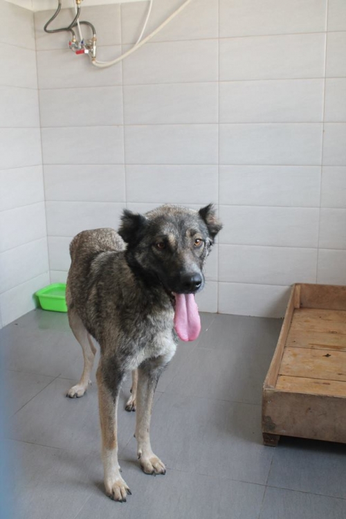 ქართული ქოფაკი ბიბი