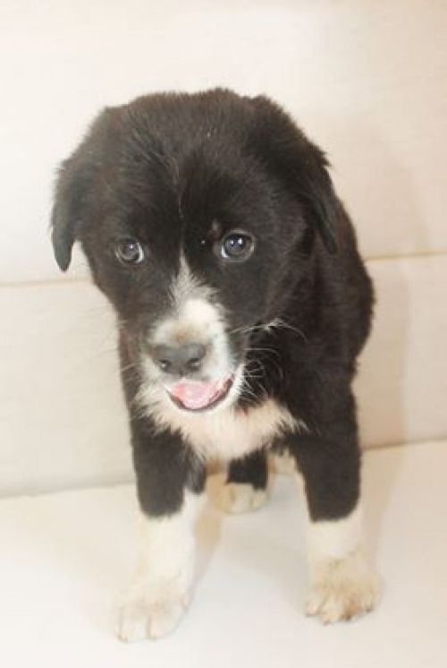 მეტისი უსახელო