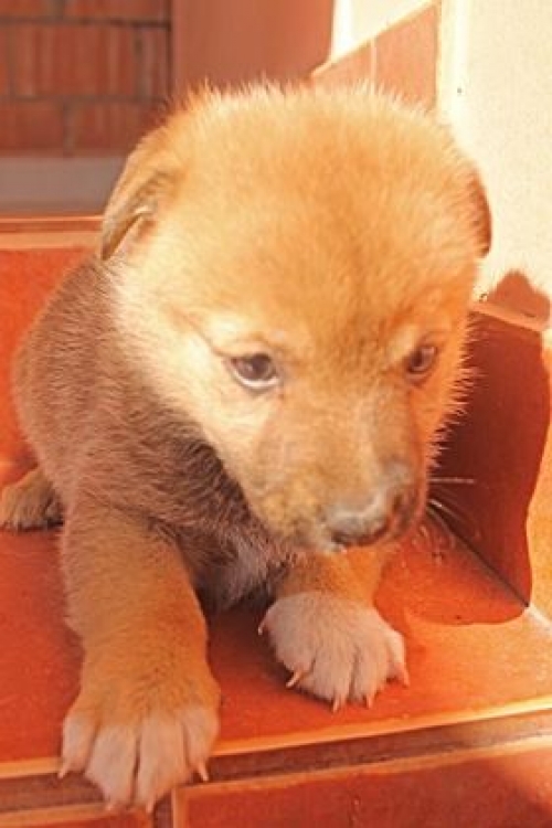 მეტისი უსახელო