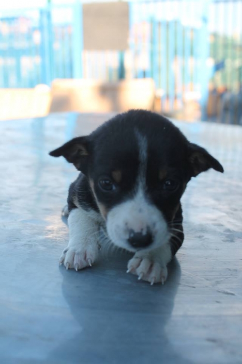 მეტისი უსახელო