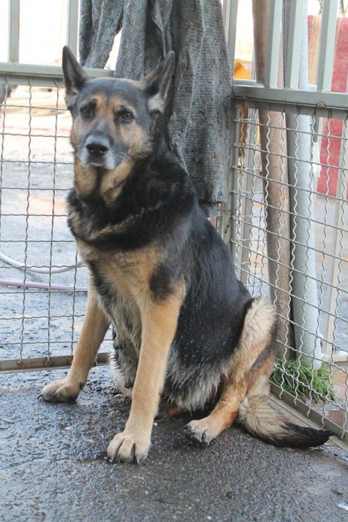 გერმანული ნაგაზი უსახელო