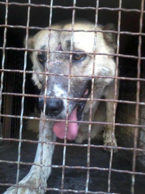 ქართული ნაგაზი უცნობი