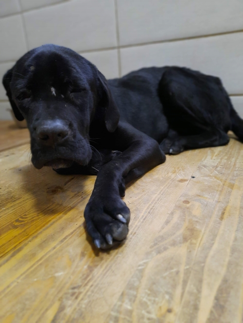 კანე კორსო უსახელო