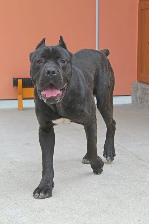 კანე კორსო მაქსი