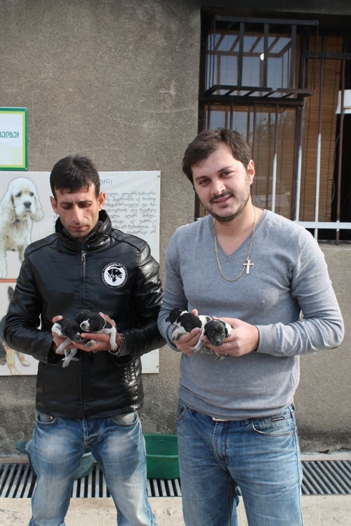 მეტისის ლეკვები უსახელო