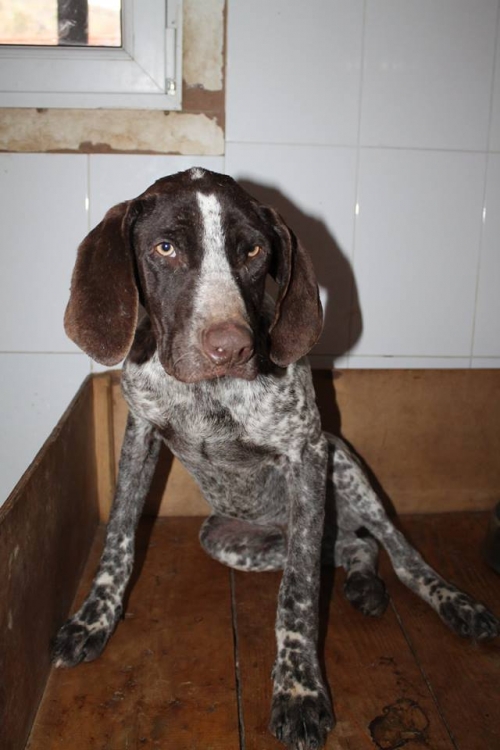 კურცხაარი უსახელო