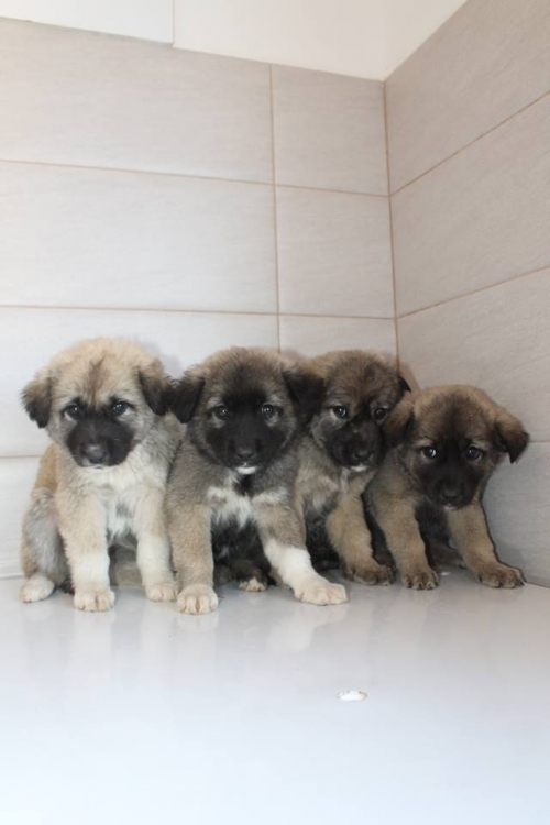 ქართული ქოფაკი უსახელო