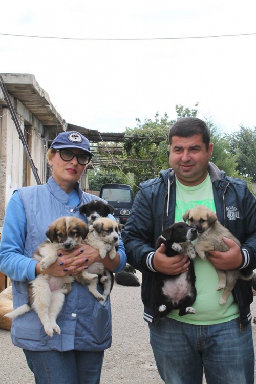 მეტისის ლეკვები უსახელო