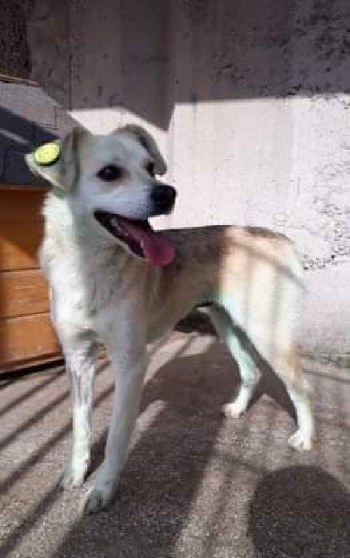 მეტისი უსახელო