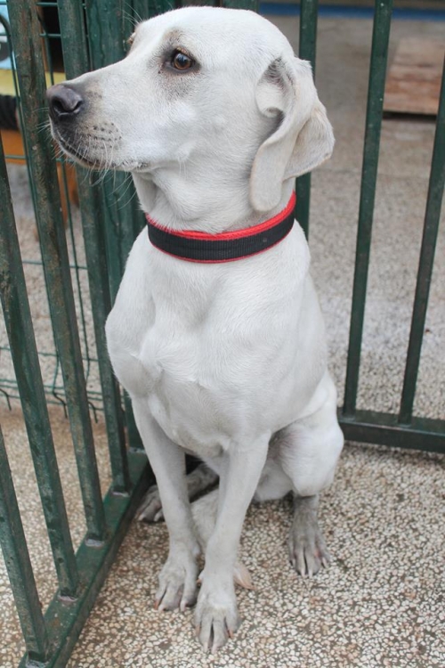 ლაბრადორის მეტისი უსახელო