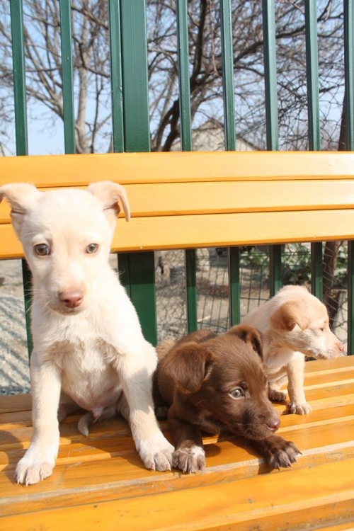 მეტისის ლეკვები უსახელო