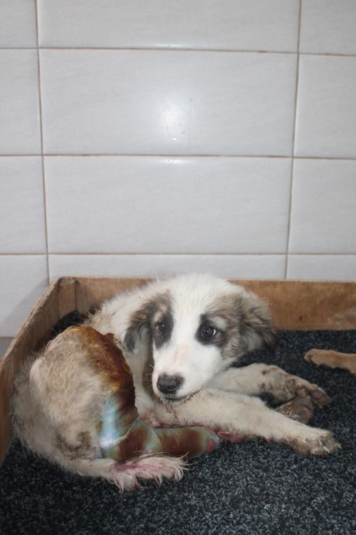 მეტისი უსახელო