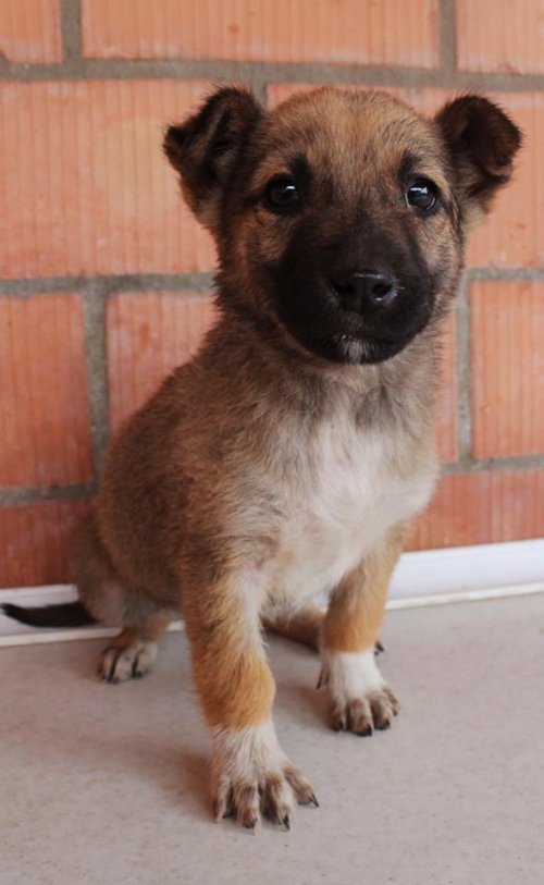 მეტისი უსახელო