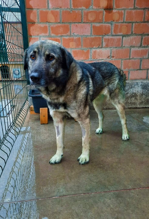 ქართული ქოფაკი უსახელო