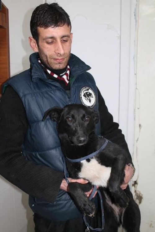 მეტისი ლედი