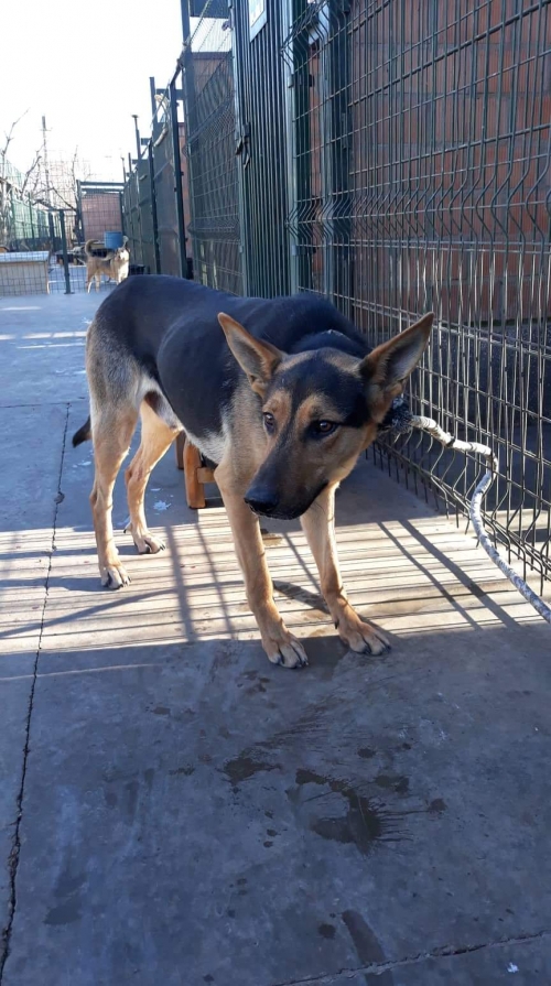 გერმანული ნაგაზი უსახელო