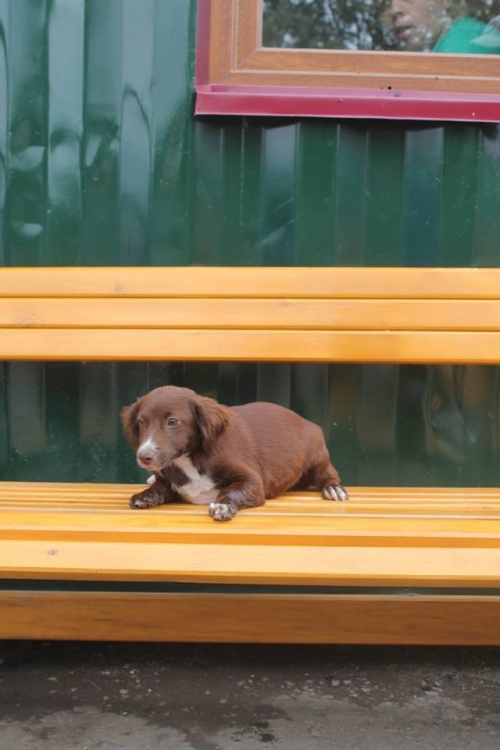 სპანიელის მეტისი უსახელო