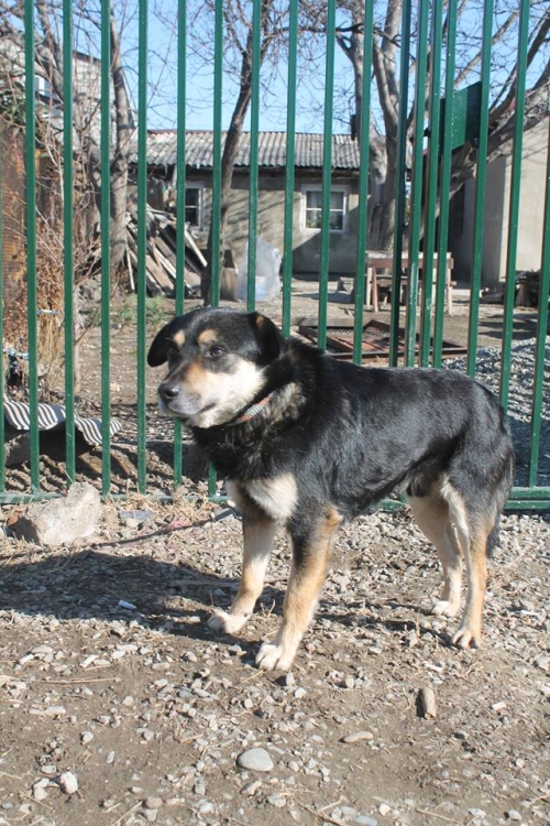 მეტისი ემინემი