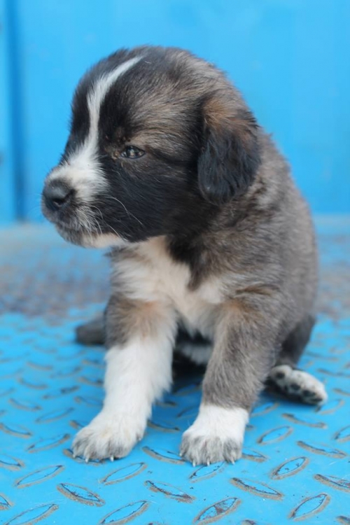 მეტისი უსახელო