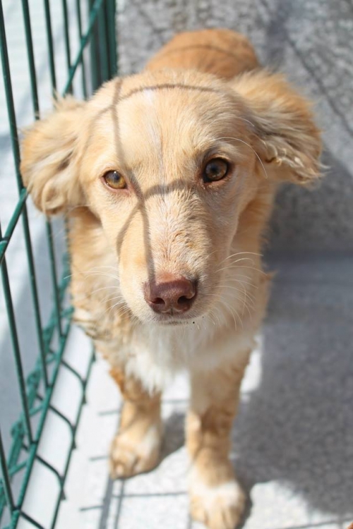 მეტისი უსახელო