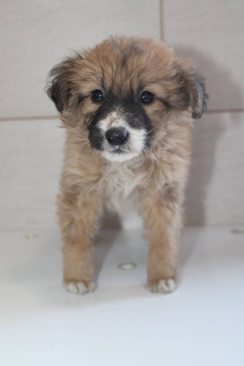 მეტისი უასახელო