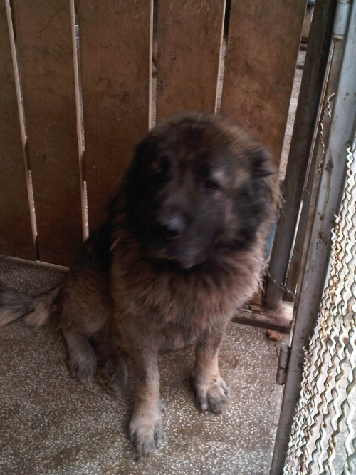 * გაჩუქებულები ბარსა