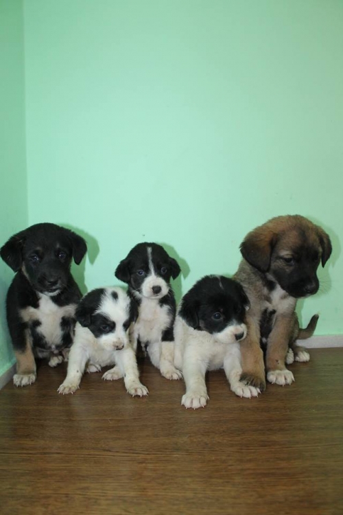 მეტისის ლეკვები უსახელო