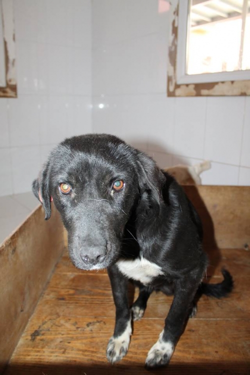 მეტისი უსახელო