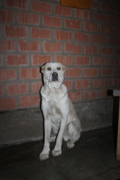 ქართული ქოფაკი უსახელო