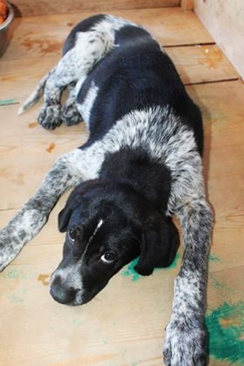 მეტისი უსახელო