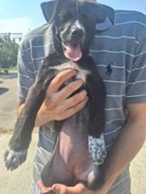 მეტისი ვარკეთილი